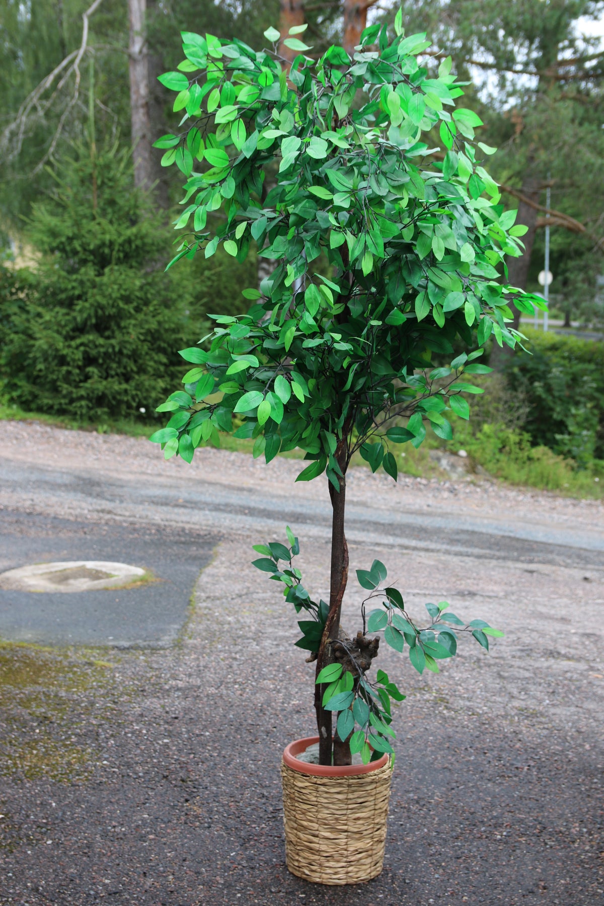 Tekokasvi viikunapuu