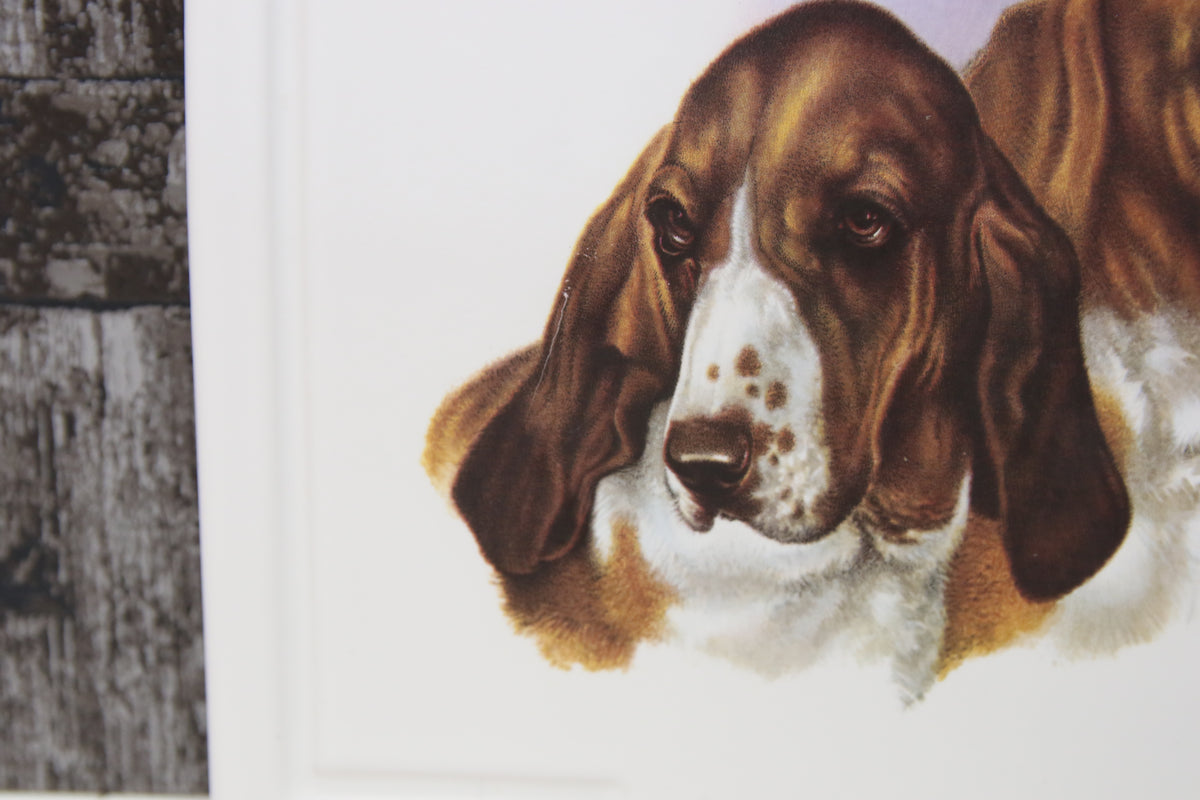 Kerma savi Seinälautanen Koirat Basset hound rotuiset